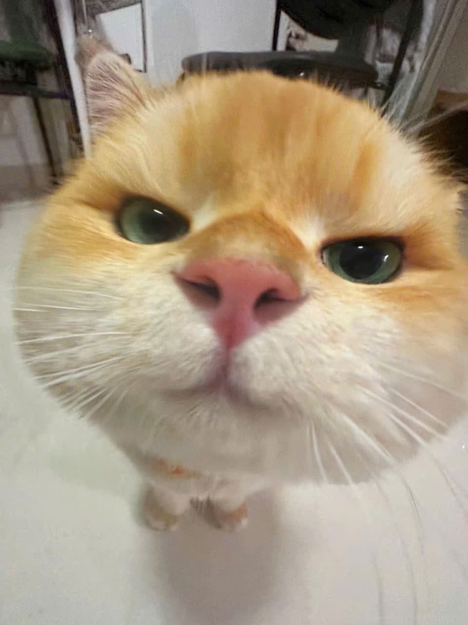Vía Bà Chúa Xứ Núi Sam - ảnh 5