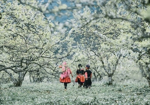 TOUR MỘC CHÂU 3 NGÀY 2 ĐÊM KHỞI HÀNH TỪ TP.HCM