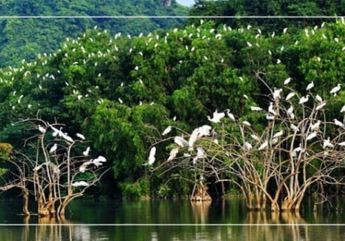 TOUR BẾN TRE - KHÁM PHÁ MIỀN QUÊ XỨ DỪA 1 NGÀY