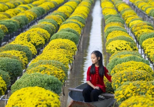 TOUR LÀNG HOA SA ĐÉC - VƯỜN QUÝT HỒNG LAI VUNG 2025